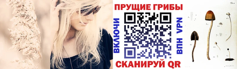 продажа наркотиков Сунжа Псилоцибиновые грибы Cubensis